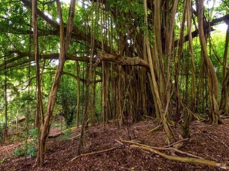 3942 Waha Rd, Kalaheo, HI 96741 ListReports